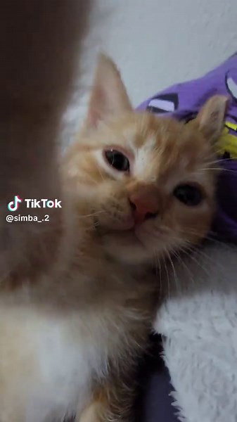 Videos de Simba el gato (@simba_.2) con “som original - ratomilton”