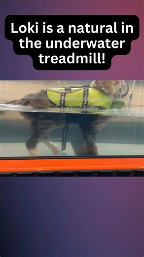 Loki is a 14-year-old kitty who recently had FHO surgery after sustaining a femoral fracture. The surgery went well, but she has experienced some strength and range of motion deficits in the leg. She is working with Karen in the underwater treadmill to help address this. Cats have a reputation for hating water, but Loki took to the underwater treadmill almost immediately! She is already seeing improvements after a couple of sessions. Keep up the great work, Loki! . . . #ccrp #animalrehab #underw