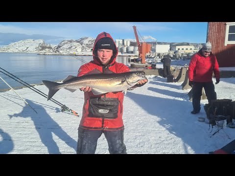 Norway shore fishing . cod fishing in Bodo harbour. cod and Cole fish