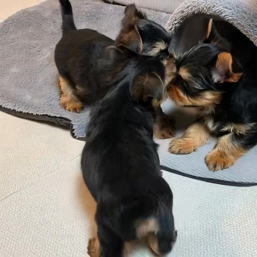 Welcome to Teacup Poodle Puppies for Adoption! ❤️ We're dedicated to...