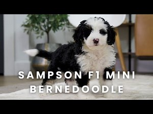Sampson Our Available F1 Mini Bernedoodle Puppy at Mountain Dog Companion!