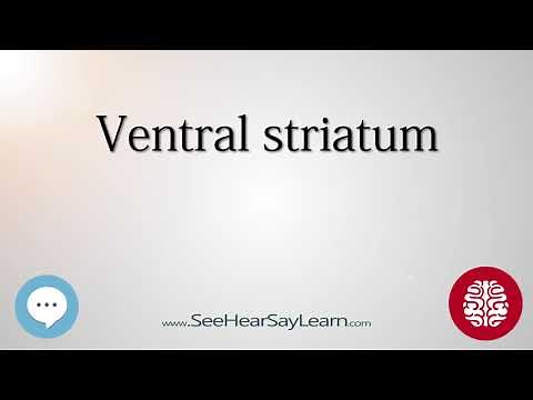 Ventral striatum Anatomy of the Brain SeeHearSayLearn 🔊