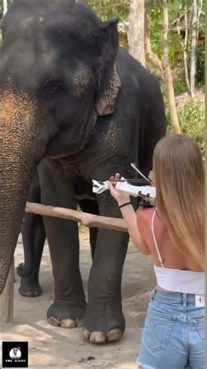 Dancing Elephant ❤️🐘Music touches even the giants❤️🐘🎻