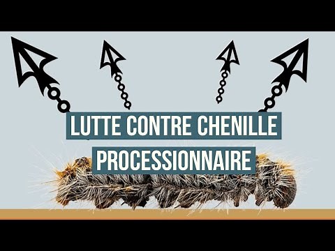 How to get rid of processionary caterpillars? The different methods of controlling the caterpillar.