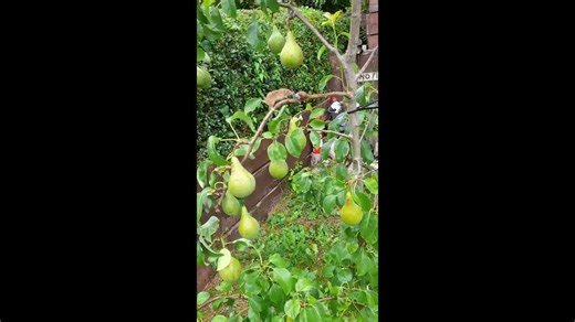 Harvest mouse observes snail on branch in England, UK