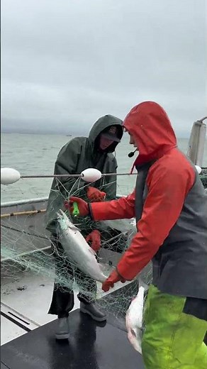 Commercial harvest of sockeye salmon. #alaska #fishing