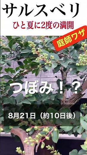 剪定 満開の百日紅を「丸刈り」にしてみた