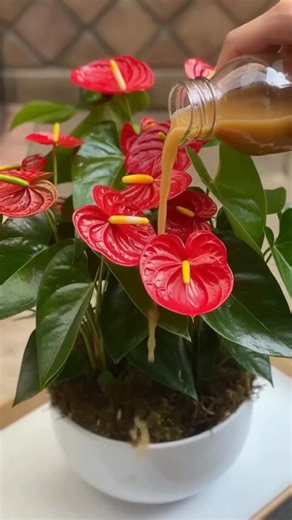 So bleiben Anthurien gesund und blühen das ganze Jahr über | Omas Rezepte und Tipps