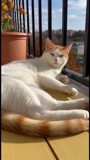 “Lazy Munchkin Sunbathing”《雪白曼赤肯猫慵懒地在阳台晒太阳》