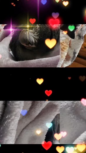 勺 Stinky 勺 . . . #cats #catvideos #kittycat #cat #funnycat #happycat #pets #catreels #pet #lovecat #stinky #stinkythecat #catlovers | Stinky the Cat | Facebook