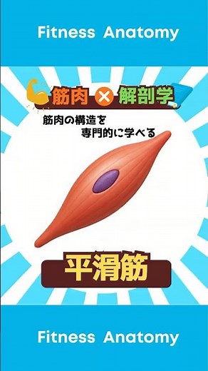 【筋肉×解剖学】平滑筋細胞について #解剖学 #筋肉#人体 #細胞 #心筋