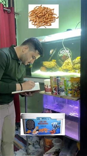 Tiny Meal Worms Promeal #fishfood #mealworms #fishing #cichlid #goldfish #shrimp #shorts #fishtank