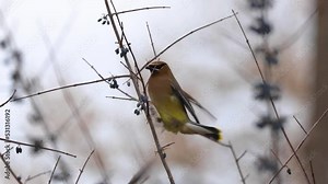 A small group of Cedar Waxwing birds eating fruit from a berry bush