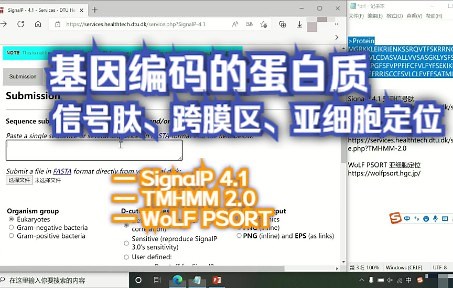基因所编码的蛋白质 信号肽、跨膜区、亚细胞定位预测 SignaIP 4.1/TMHMM 2.0/WoLF PSORT