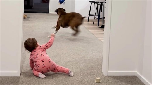 Watch baby burst into giggles as boxer dog gets the zoomies