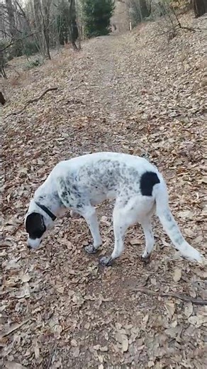 Where the Forest Listens and My Dog Leads the Way