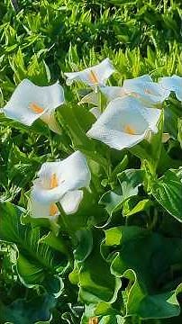 動画に出てくる６種類の花の名前を言えるかな？☆日立市あかばね緑地