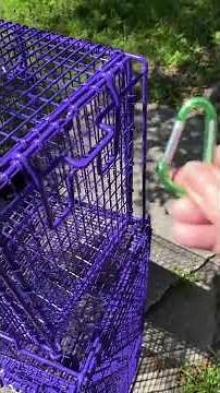 How to Properly Secure A Tru Catch Feral Cat Trap Rear Door Using Green Clip
