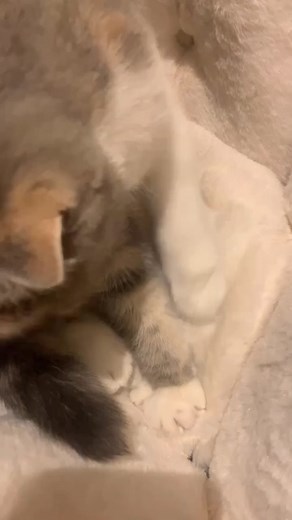 Boom, Boom, Boom, Boom!! - Vengaboysを使っているItofam (@mio.4cat)の動画