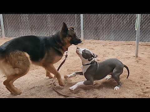 Dogs playing: Episode 46