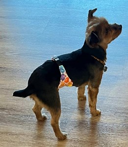 Belly Bands for Male Dogs - Flannel or Cotton Wraps With Paracord Buckle - NO VELCRO - Etsy