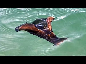 Sea Hare Swimming in the Gulf of Mexico at Wiggins Pass 03.17.20