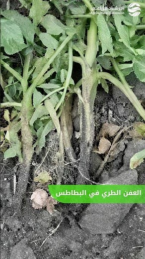 العفن الطري من الأمراض الخطيرة التي تصيب نباتات البطاطس ويقلل من جودة وكمية المحصول