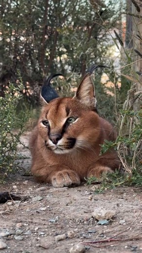 The caracal, aka the “desert lynx” is one of the most strikingly beautiful wild cats on Earth.Known for their long black ear tufts and powerful jumps, caracals can leap into the air to catch birds mid-flight. They are solitary hunters found across Africa and parts of Asia.