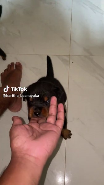 Understanding Rottweiler Behavior and Training Techniques