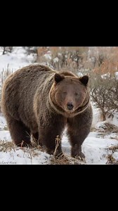 131K views · 1.9K reactions | Memory Album Evening Tribute To  Queen 399  Photography Credit: Richard Olsen Photography https://www.facebook.com/RichardOlsenPhotography?mibextid=ZbWKwL | Grizzly Bear 399 Legacy and More | Facebook