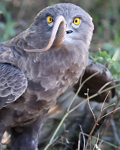 A Brown Snake Eagle gulps down a living snake, bit by bit!🤢 | Latest Sightings - Kruger