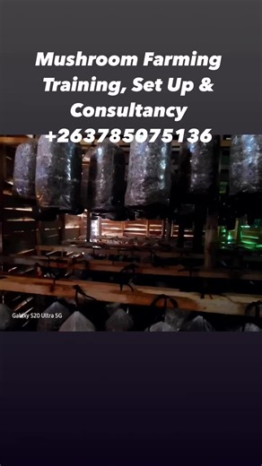 Oyster Mushroom farm Set Up. Kuwadzana Harare. We are specialist in Mushroom Farming training , set up & supplies for Individuals, Community groups, schools, NGOs & Commercial Farms. 263785075136 | NatuTech Zimbabwe.