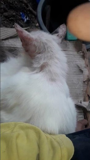 Why Do Cats Feel Itchy ,Causes and Remedies