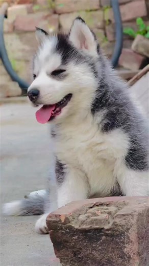 Siberian Husky Puppies: Adorable Moments Guaranteed