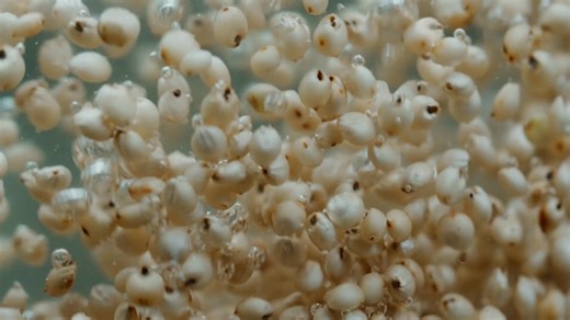 On Day 10 of the 12 Days of Sorghum, we’re pressing pause on all the holiday noise. Amid the seasonal chaos and endless scroll of social media, this silent clip of sorghum boiling offers a quiet pause in the day. Sometimes the holidays feel richest when you step back, breathe and let the season sink in. #12DaysOfSorghum #BreakInTheNoise | Sorghum Nature's Super Grain