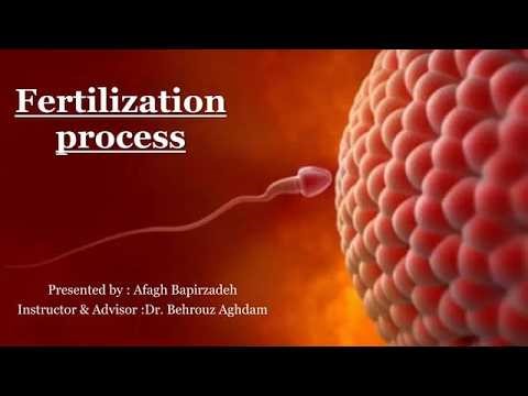 fertilization process | fertilization process in human
