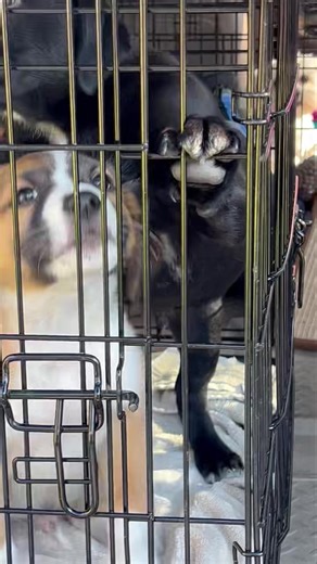 🐾🩵These kids headed to Saddleback today for vetting! | Palmetto Paws Animal Rescue