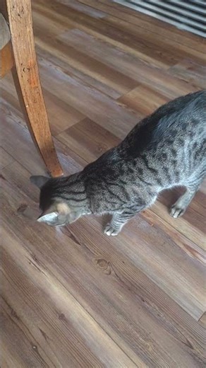 never eat alone #cat