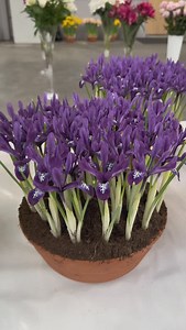 Burst of colors at Flowerbulb Business Days 😍 🪴 Save 10% on our bulbs, just enter promo code ‘gift10’ at checkout 📲 Choose at dutch-bulbs.com (link in BIO) #tulips #hyacinth #narcissus #daffodils #springflowers #flowerbulbbusinessdays #tuliptime #tulipseason #netherlands #spring #tulpen #hyazinthe #narzissen #osterglocken #frühlingsblumen #frühling #tulpenzeit #tulipes #jacinthe #jonquilles #fleursdeprintemps #printemps #tulipani #giacinti #narcisi #fioridiprimavera #primavera #jacintos #narc