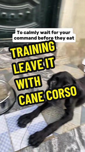Effective Leave It Training for Cane Corso Puppies