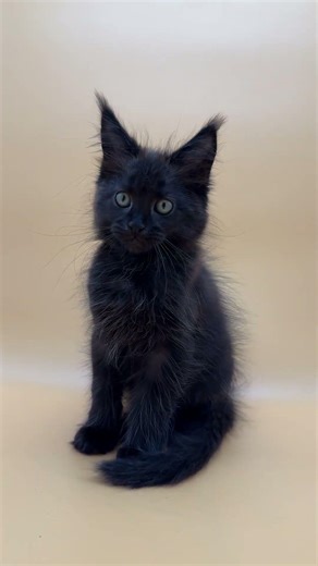 Oscar Maine Coon Black Male