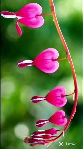 #Lamprocapnos spectabilis