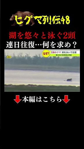 👆本編はこちら👆湖をスイスイ泳ぐ2頭のクマ撮影…最後は"水しぶき"あげ陸地まで疾走 湖を行ったり来たり…とんでもなく泳ぎが得意なヒグマ #ヒグマ列伝 #ヒグマ #クマ #北海道