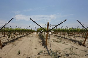 Quality Vineyard Open Gable Trellis System Manufacturer and Supplier from China | AGROW