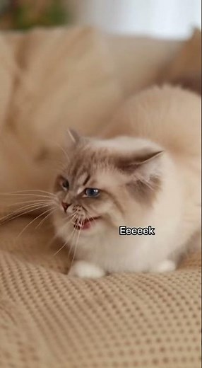 Hilarious Scared Cats Compilation 😹 | Funny Cat Reactions & Jumps