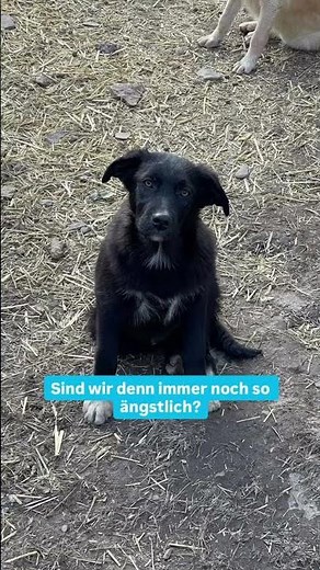 Chicago kämpfte schon als Welpe ums Überleben in einer Tötungsstation ❤️‍🩹