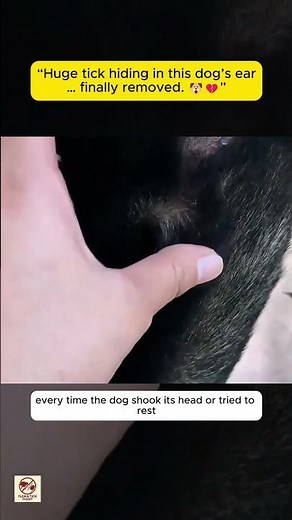 “Dog Ear Tick Removal | Huge Swollen Tick in Dog’s Ear – Painful Infestation Rescue”