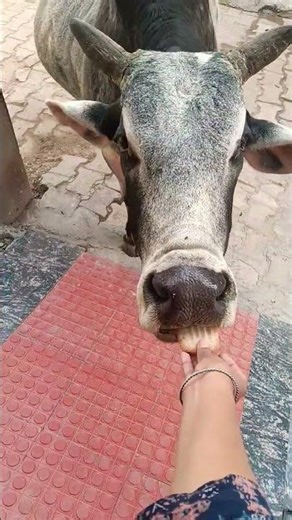my cute friend🤩😍#trending #cow #bull #viral #ytshort #explore #foru #smart #animal #love #fod #like