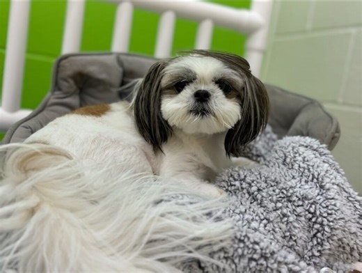 Today’s the day — PetSuites officially turns 25! 🎂🐾​ Every corner of our resorts—from the play yards to the grooming rooms—were built with one goal in mind: giving pets the care and comfort they deserve. And after 25 years, that mission hasn’t changed. ​ There’s no better time to see what makes PetSuites so special. Stop by your local resort this month to tour, say hi, or join in on the anniversary fun! 🎉​ Find a location near you | https://www.petsuitesofamerica.com/locations #dogdaycare #pe
