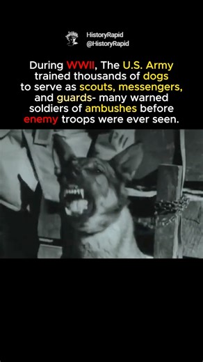 When Dogs Became Soldiers in WWII #shorts